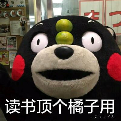 读书顶个橘子用~Д【熊本熊表情包】