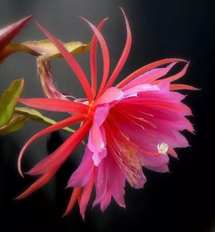 昙花一现,惊艳世界!(2)