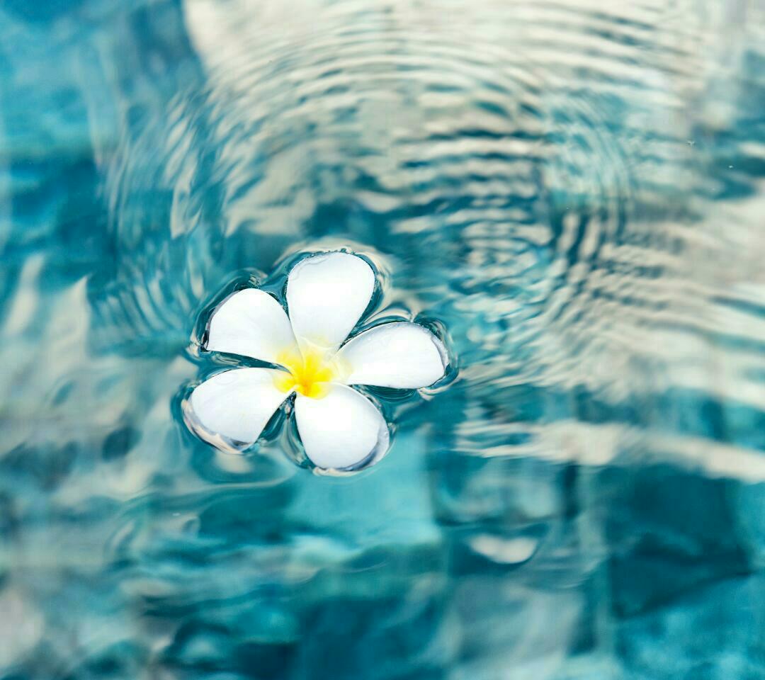 她是水中的一朵花,孤独,却又美丽.