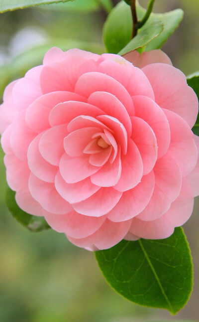 一朵花