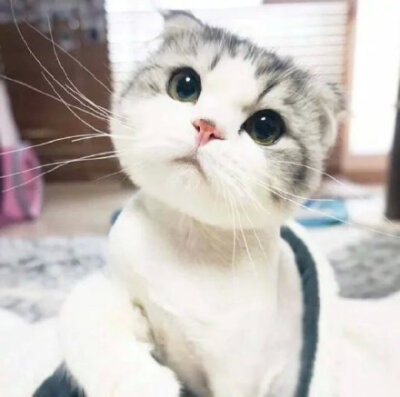 一组人畜无害的满脸无辜的萌系猫咪微信头像,简直是居家卖萌必备的