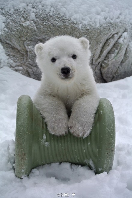 多伦多动物园去年出生的北极熊宝宝被命名为juno,宝宝太上镜了( )每一