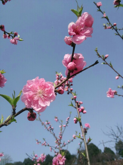 桃花烂漫