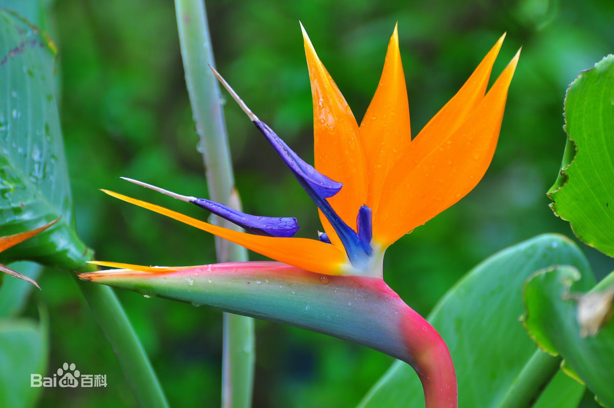 鹤望兰(strelitzia reginae aiton,又名天堂鸟花或极乐鸟花,为旅人蕉