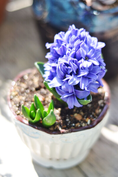 思栩花草#风信子hyacinthus orientalis l.