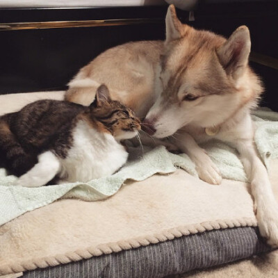 柴犬和哈士奇的闺蜜头像