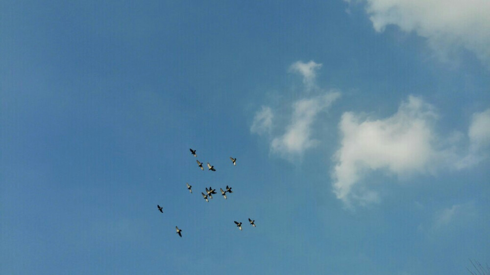 蓝蓝的天空鸽子在飞翔