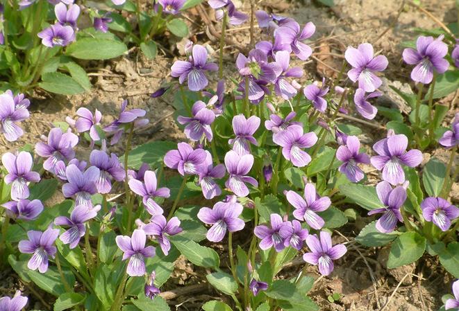 紫花地丁(学名:viola philippica),别名野堇菜,光瓣堇菜等.