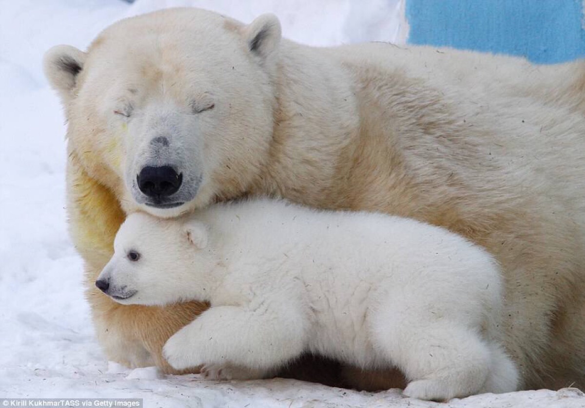 快乐北极熊家族-雪地里熊妈妈与它的三个宝宝
