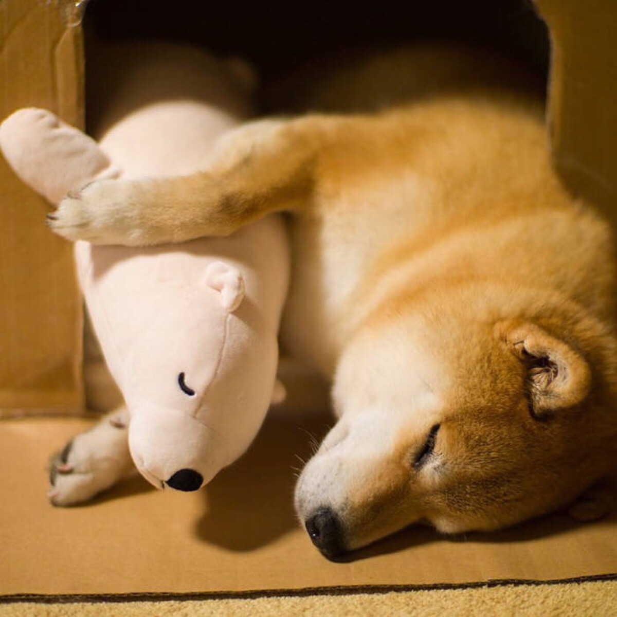 爱和自己的北极熊玩具一起睡觉的柴犬 inu maru.动物