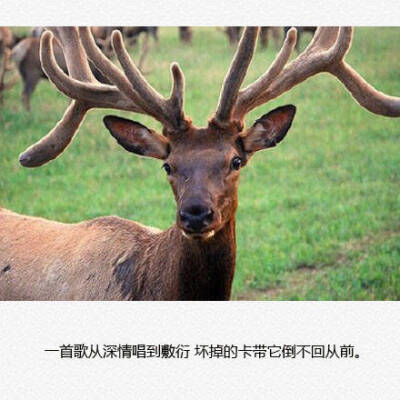 文字句子图片##治愈##青春#励志##唯美##壁纸##头像##by情话书签