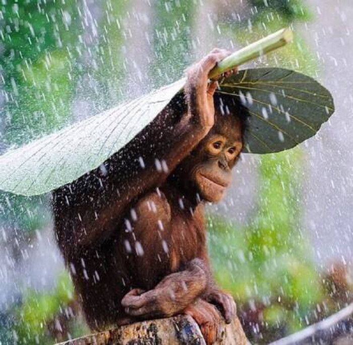 这里的雨一直下 萌宠 可爱