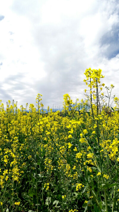 丽江# 观音峡 油菜花