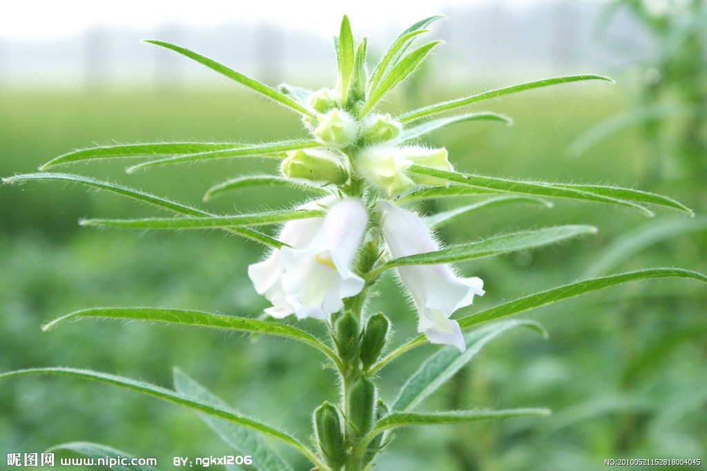 随意草(physostegia virginiana)别名芝麻花,假龙头,囊萼花,棉铃花,虎