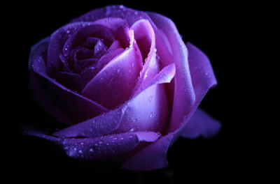 紫玫瑰代表浪漫真情和珍贵独特,象征喜悦与爱情.