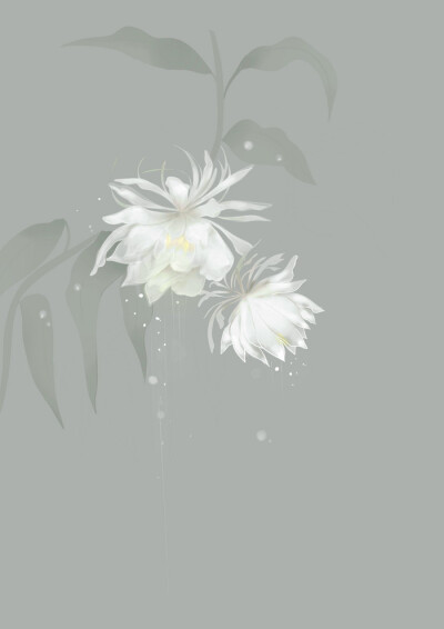 昙花一现
