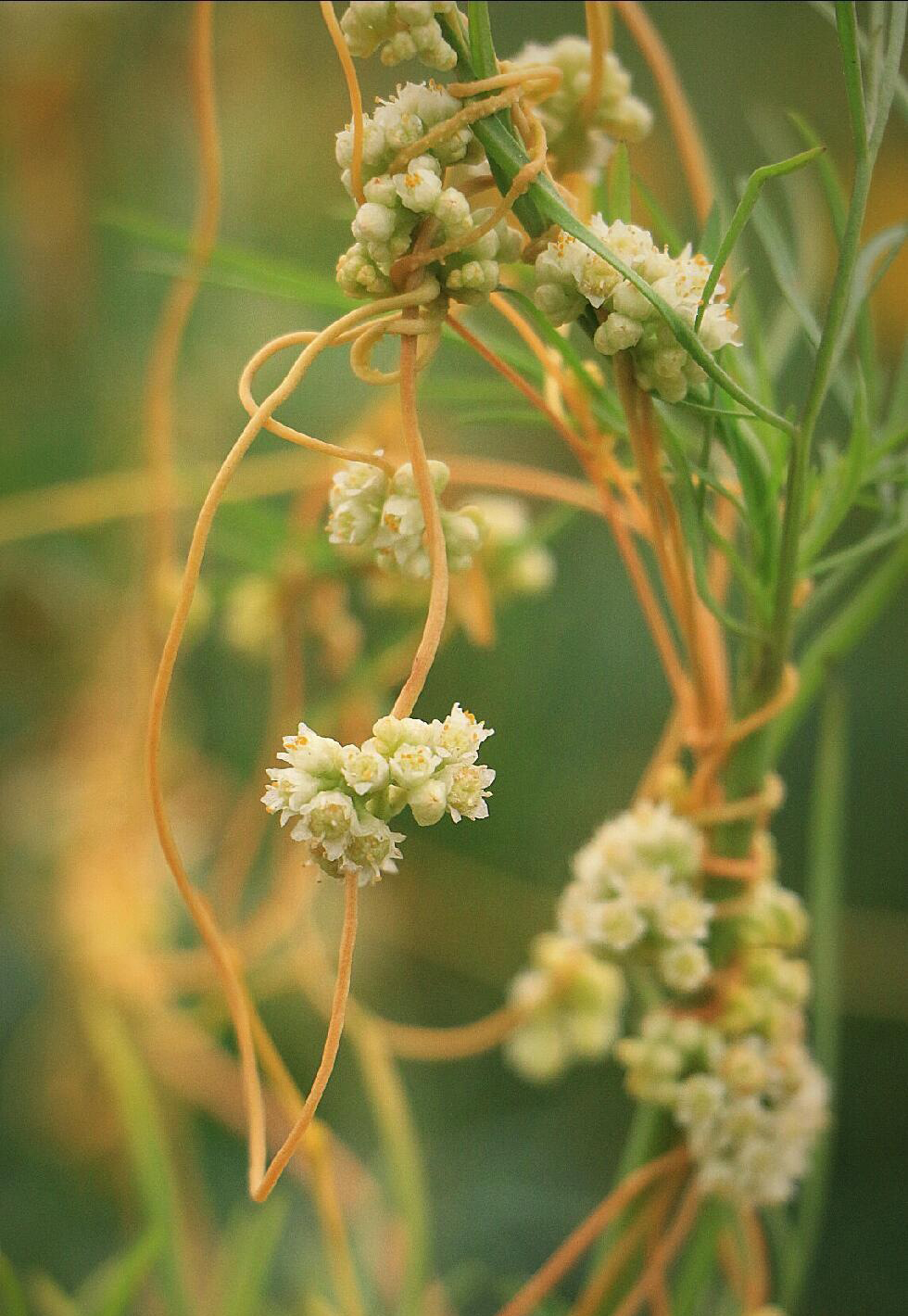 菟丝子(tusizi(cuscuta chinensis)旋花科,菟丝子属.