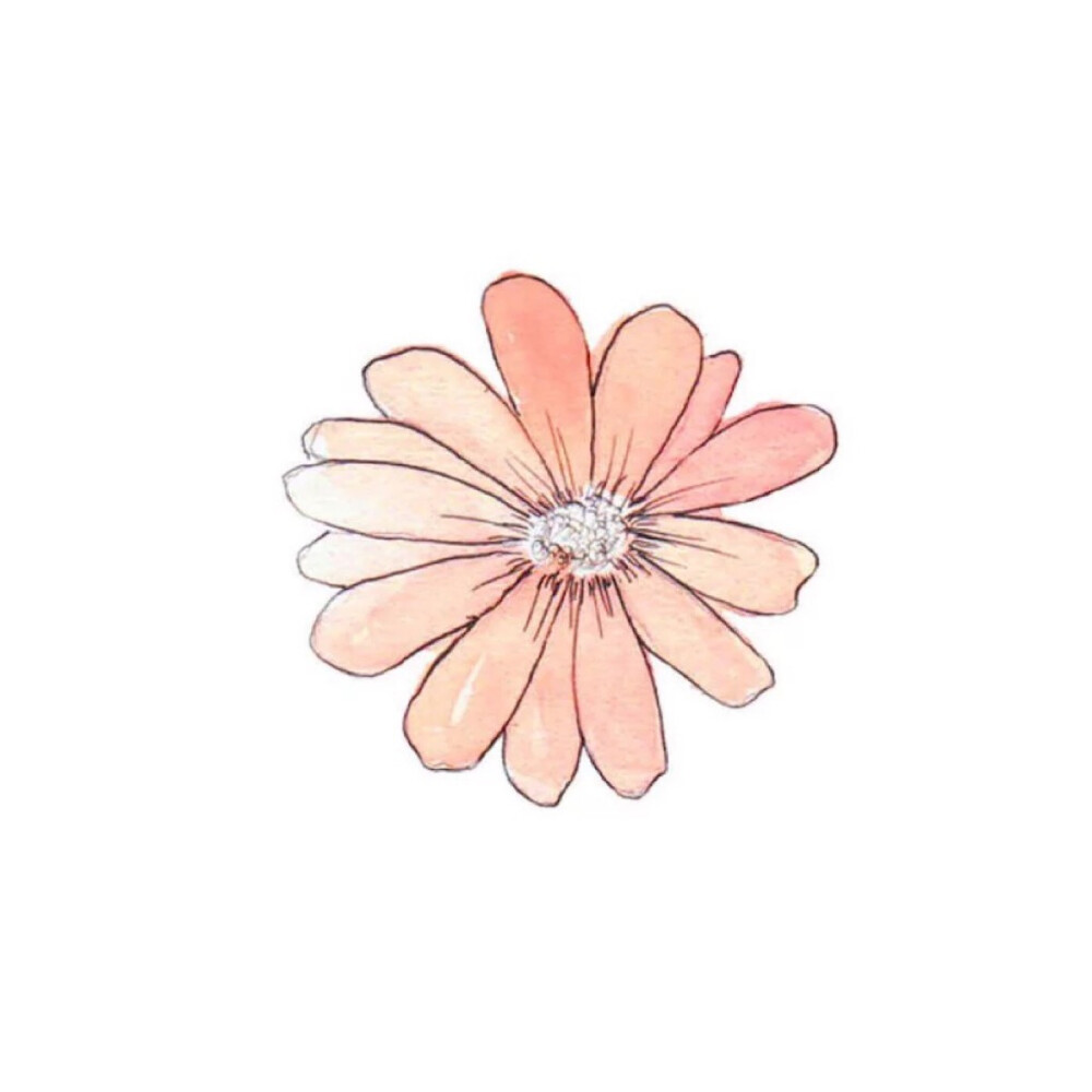 雏菊简约头像
