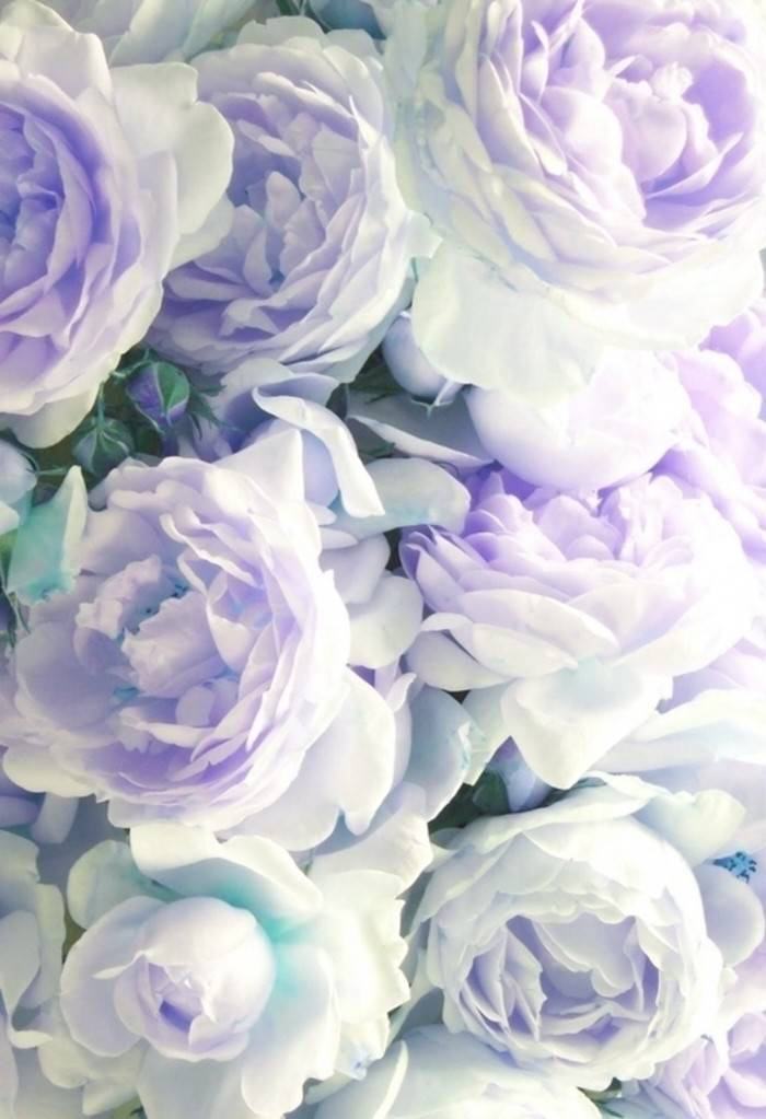 印刷 Iphone6 紫陽花壁紙 ただ素晴らしい花