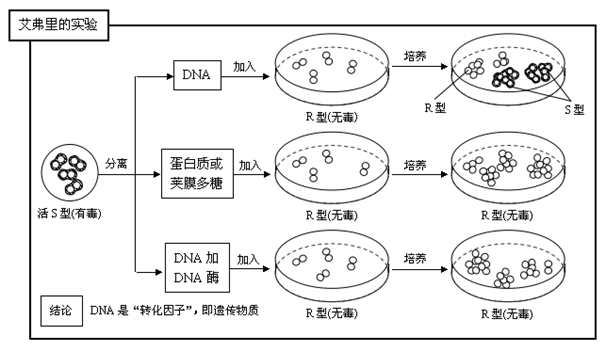 艾弗里的实验