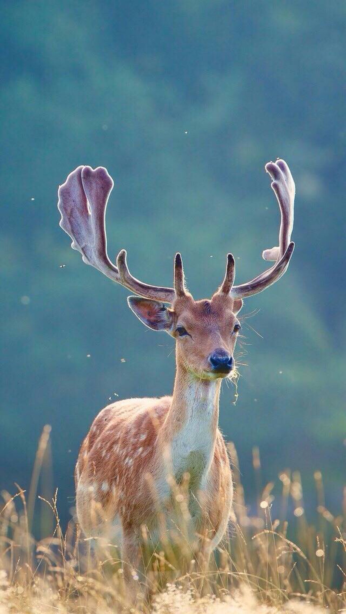 手机壁纸 梅花鹿