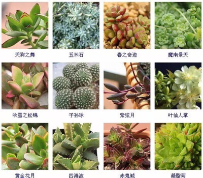 多肉植物的品种大全(215个品种)