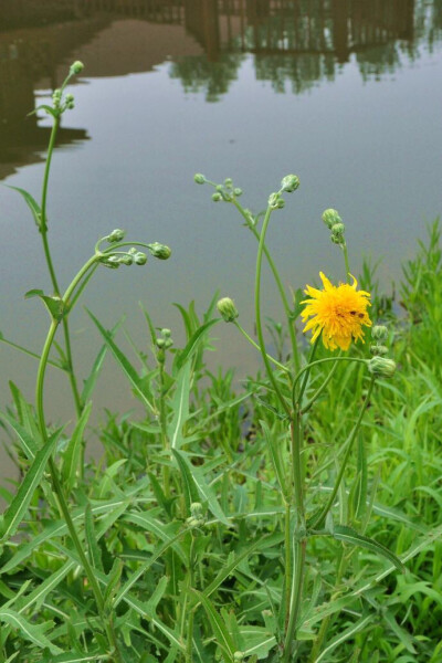 brachyotus dc,别称:荬菜,野苦菜,野苦荬,苦葛麻,苦荬菜,取麻菜,苣菜