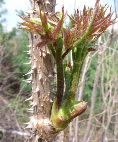 seem,别称:刺老芽,刺老鸦,龙牙楤木,虎阳刺