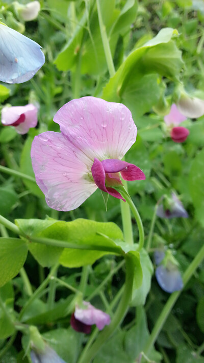 豌豆花