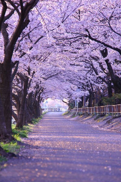 樱花,日本京都