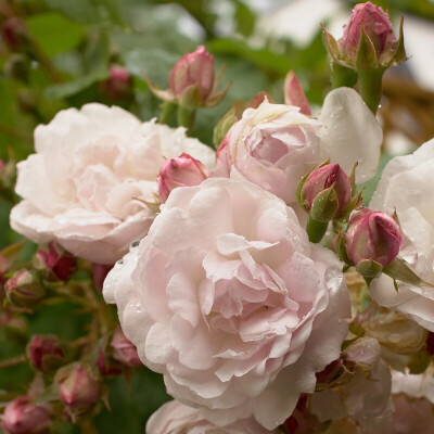 blush noisette, noisette rose