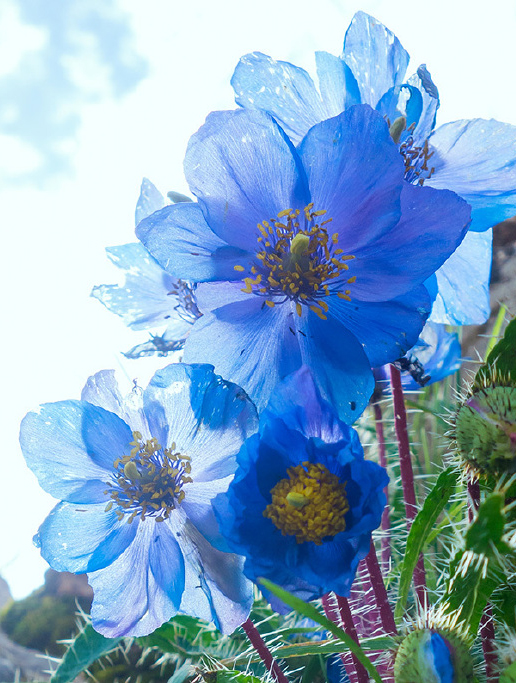 meconopsis prattii 草甸绿绒蒿,罂粟科绿绒蒿属.