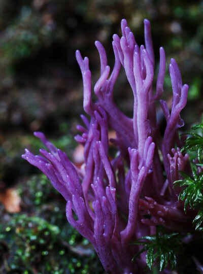 堇紫珊瑚菌 clavaria zollingeri