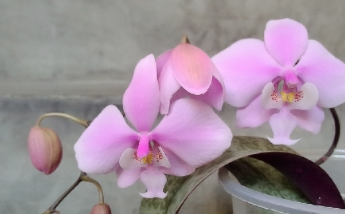 phalaenopsis schilleriana 西蕾丽蝴蝶兰,蝴蝶兰属.