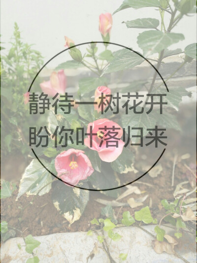 静待一树花开,盼你叶落归来.