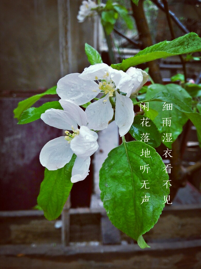 春雨- 堆糖,美图壁纸兴趣社区