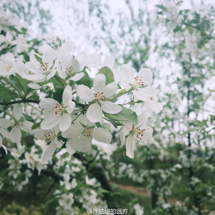 梨花白 堆糖 美图壁纸兴趣社区