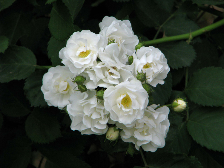 白蔷薇--纯洁的爱情;想送你最好的花田