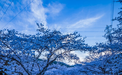 满天星花瓣壁纸 堆糖 美图壁纸兴趣社区