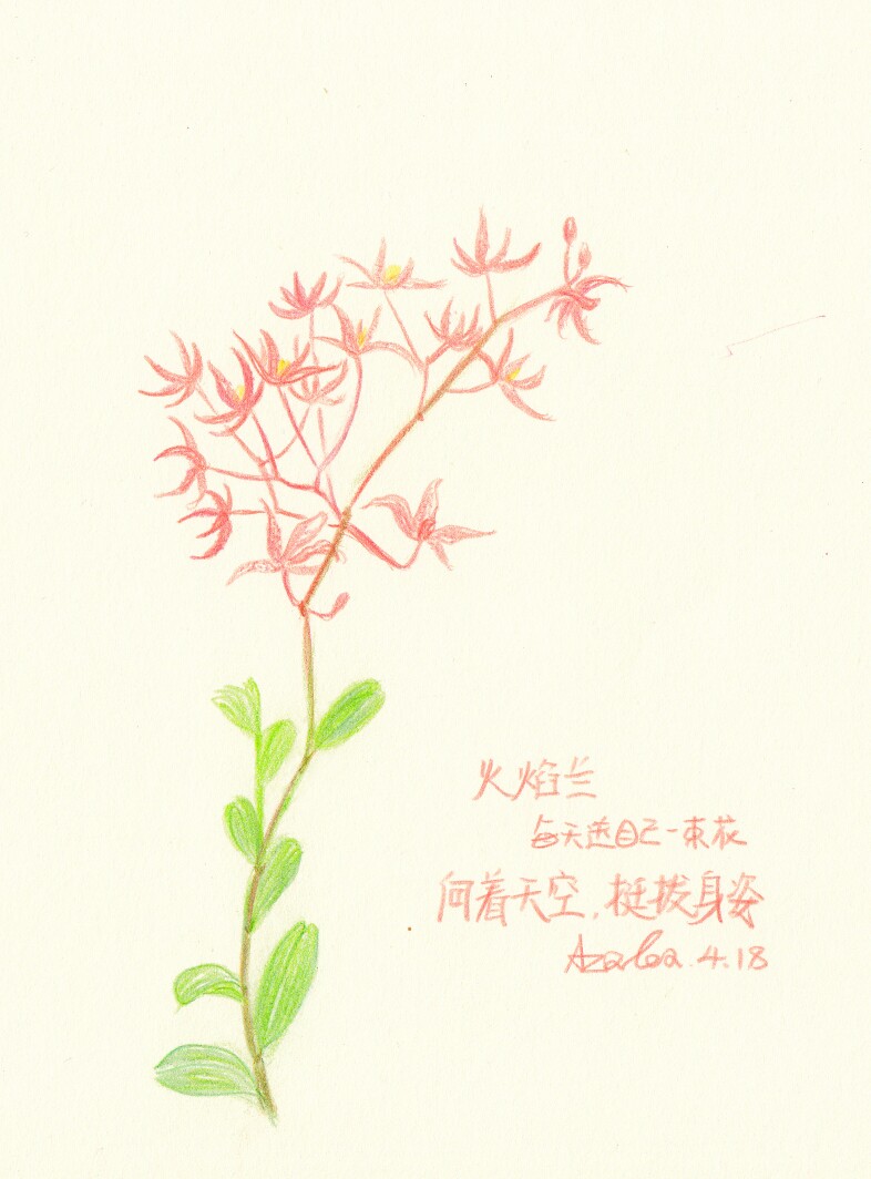 每天送自己一束花——火焰兰:向着天空,挺拔身姿!