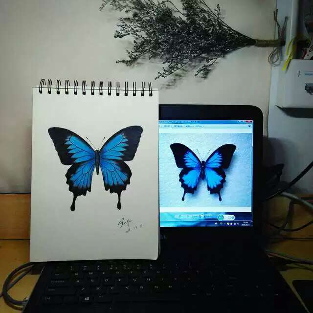 彩铅蝴蝶 手绘 铅笔 彩铅 彩色 可爱 插画 艺术