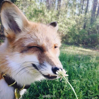 爱笑的狐狸