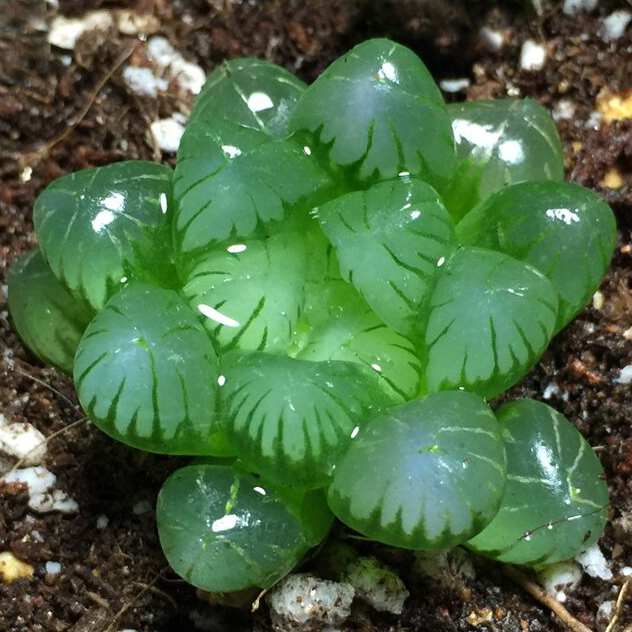 圆头水晶青玉露玉扇多肉植物 玉露 玉露…  去看看