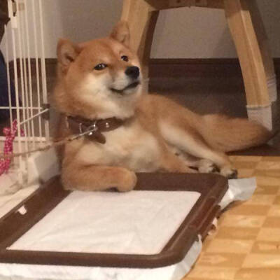 柴犬王的蔑视
