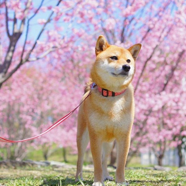 一只犯"花痴"的文艺小清新柴犬 yuri