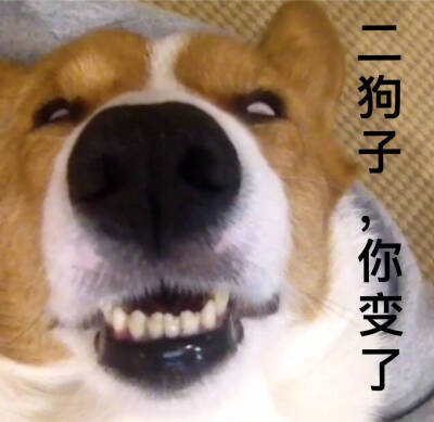 柯基宝宝表情包,笑喷