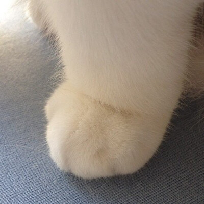 萌.猫咪.喵了个咪.猫爪.啊喵の