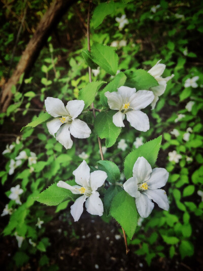 水彩小白花