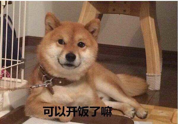 贱表情表情包柴犬