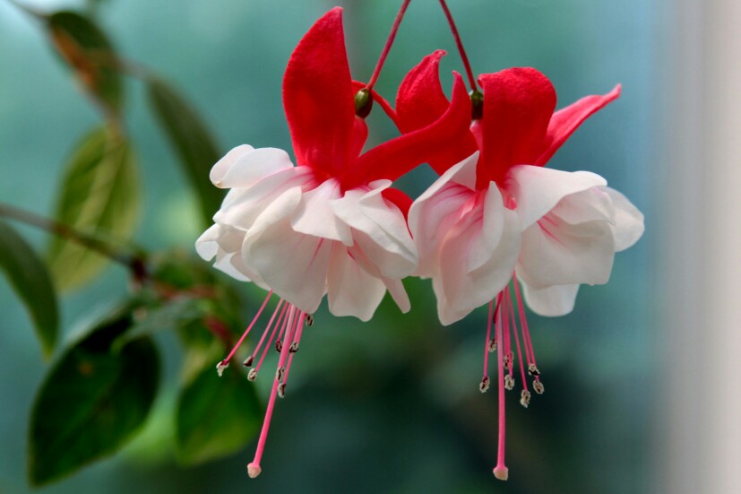 灯笼花